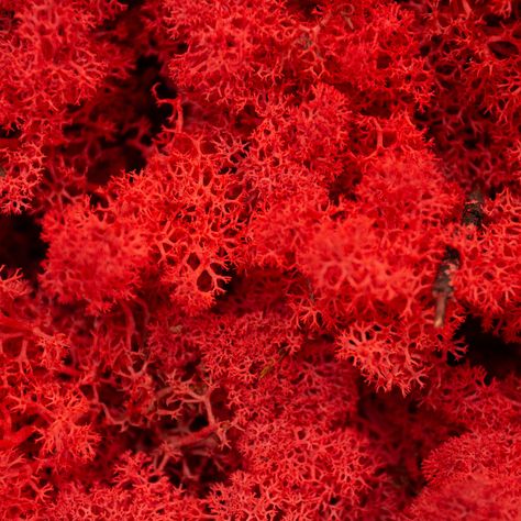 Aquamin® Red Marine Algae – A Natural Calcium for Gut Health and Beyond